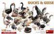 Ducks & Geese