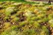 Stony steppe. late summer