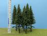 Spruce with short trunk 1