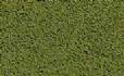 COARSE TURF Burnt Grass